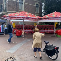 Mavystar Markt Parasol